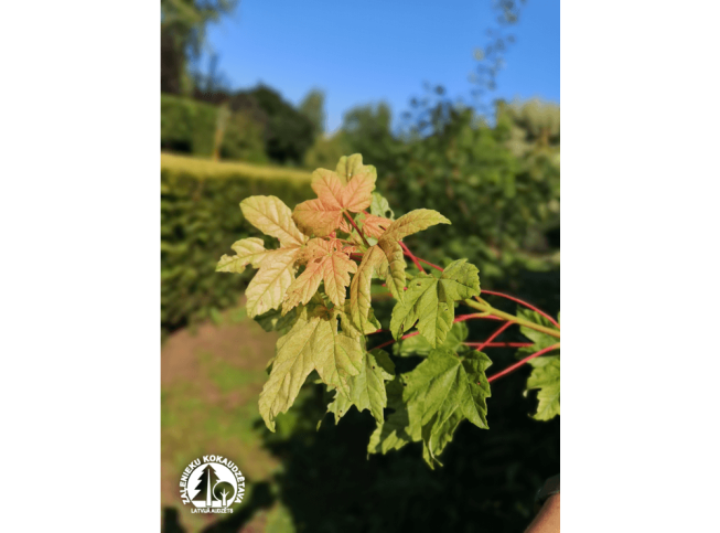 Acer pseudoplatanus   'Brilliantissimum'